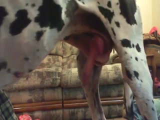 Zoo porn with a sexy dog getting jerked off