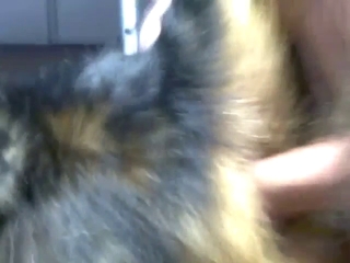 Amazing ass fucking for a dog that wants gape