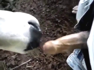 Sexy calf licking all up and down that big boner