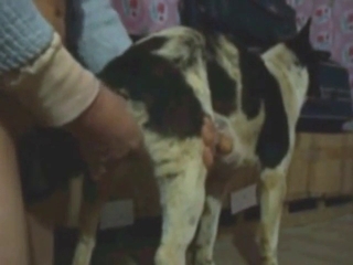 Female beast getting fucked from behind, silly