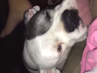 That dog is true DUDE, it loves licking wet cunt