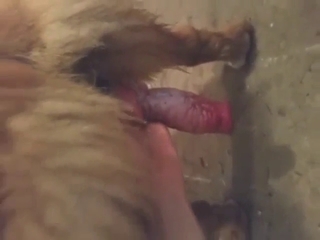 Dogs and blowjobs in a hot porn vid with stroking