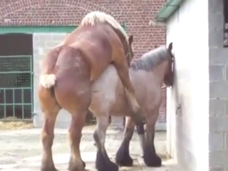 Mare vag is going to be used by a big stallion